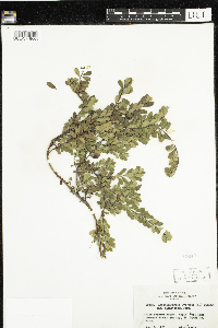 Arctostaphylos uva-ursi image