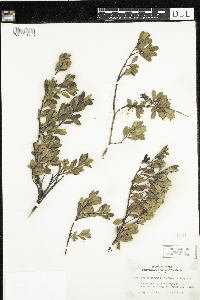 Arctostaphylos uva-ursi image