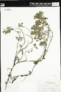 Arctostaphylos uva-ursi image