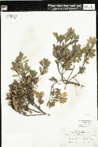 Arctostaphylos uva-ursi image