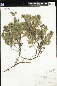 Arctostaphylos uva-ursi image