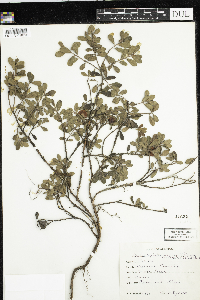 Arctostaphylos uva-ursi image