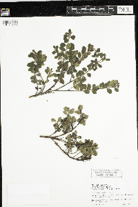 Arctostaphylos uva-ursi image