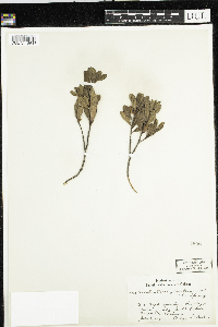 Arctostaphylos uva-ursi image