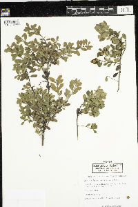 Arctostaphylos uva-ursi image