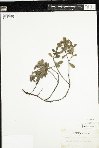 Arctostaphylos uva-ursi image