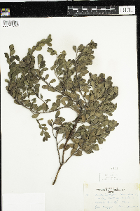 Arctostaphylos uva-ursi image