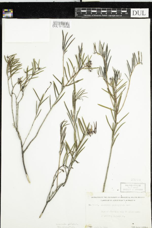 Andromeda polifolia image
