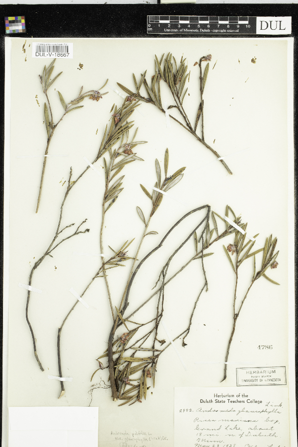 Andromeda polifolia var. latifolia image