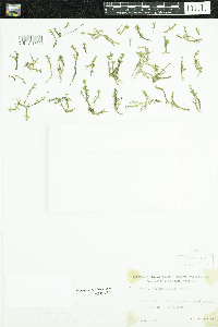 thumbnail image of current specimen