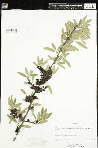 Shepherdia argentea image