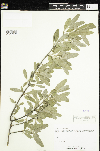 Shepherdia argentea image