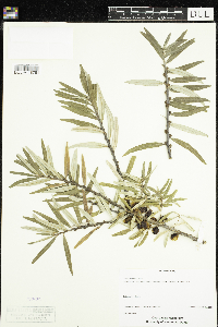 Media resource of Hippophae rhamnoides