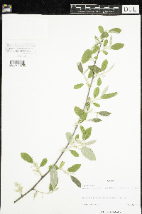 Elaeagnus umbellata image