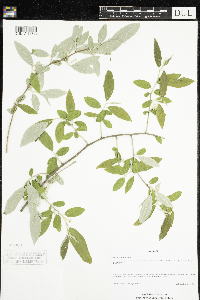 Elaeagnus umbellata image