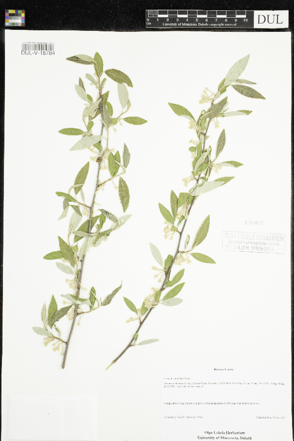 Elaeagnus image