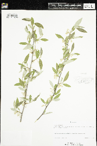 Elaeagnus umbellata image