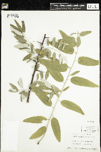 thumbnail image of current specimen