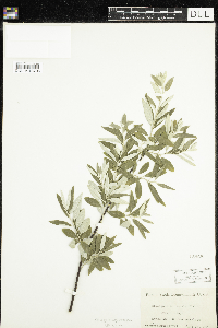 Media resource of Elaeagnus angustifolia