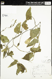 Calystegia sepium image