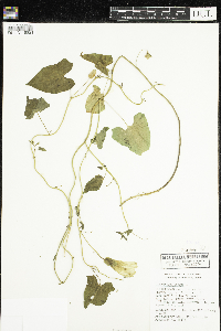 Calystegia sepium image