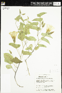Calystegia sepium image