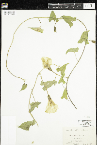 Calystegia sepium image