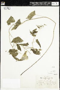 Calystegia sepium image