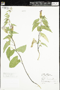Calystegia sepium image