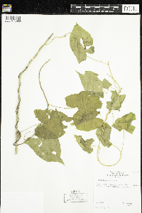 Calystegia sepium image