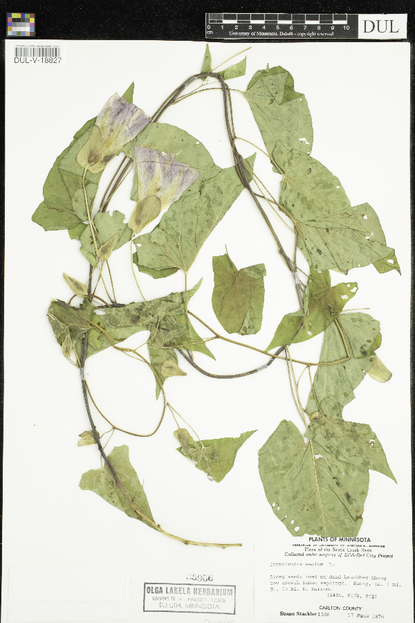 Calystegia sepium image