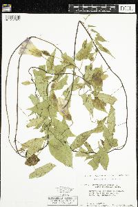 Calystegia sepium image