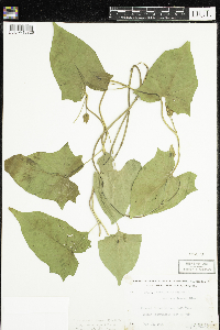 Calystegia sepium image