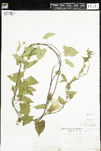 Calystegia sepium image