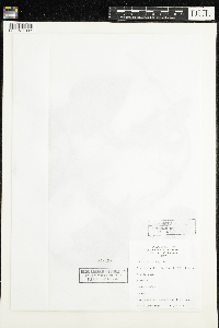 Calystegia sepium image