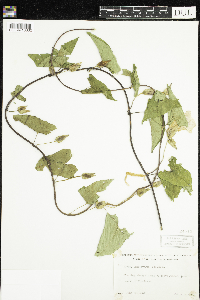 Calystegia sepium image