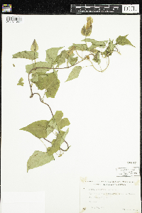 Calystegia sepium image
