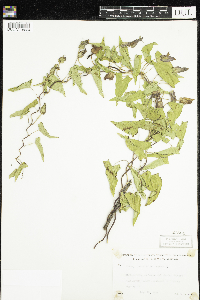 Calystegia sepium image