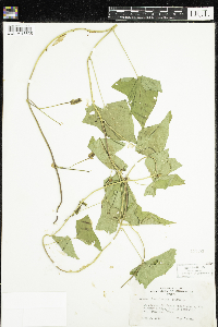 Calystegia sepium image