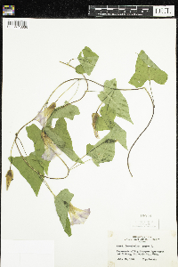 Calystegia sepium image