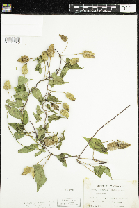 Calystegia sepium image