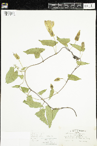 Calystegia sepium image