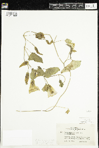 Calystegia sepium image