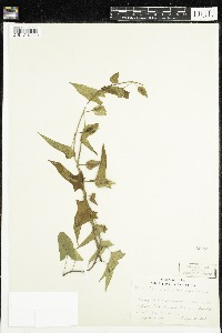 Calystegia sepium image