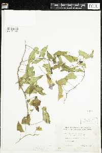 Calystegia sepium image