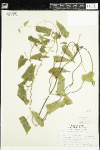Calystegia sepium image