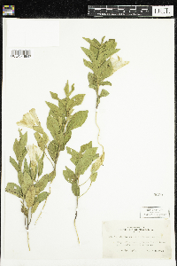 Calystegia spithamaea image