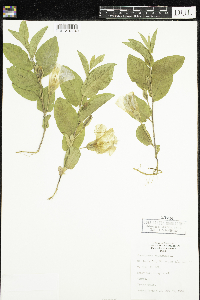 Calystegia spithamaea image