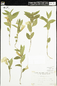 Calystegia spithamaea image