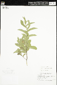 Calystegia spithamaea image